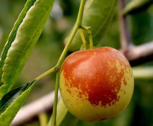 盛泰組織一場 魅力棗游 給您心情放個假