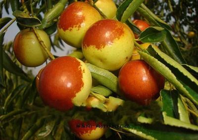 河南唐河冬棗_河南唐河冬棗的介紹_河南唐河冬棗的圖片