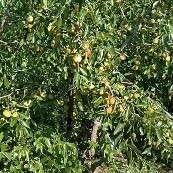 河北滄州黃驊冬棗大又甜 大棚上市更提前