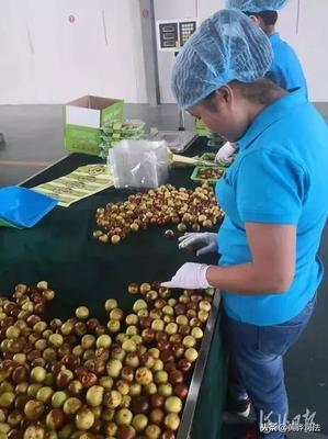 黃驊冬棗跨越山海抵達(dá)智利，展現(xiàn)中國(guó)農(nóng)產(chǎn)品國(guó)際競(jìng)爭(zhēng)力