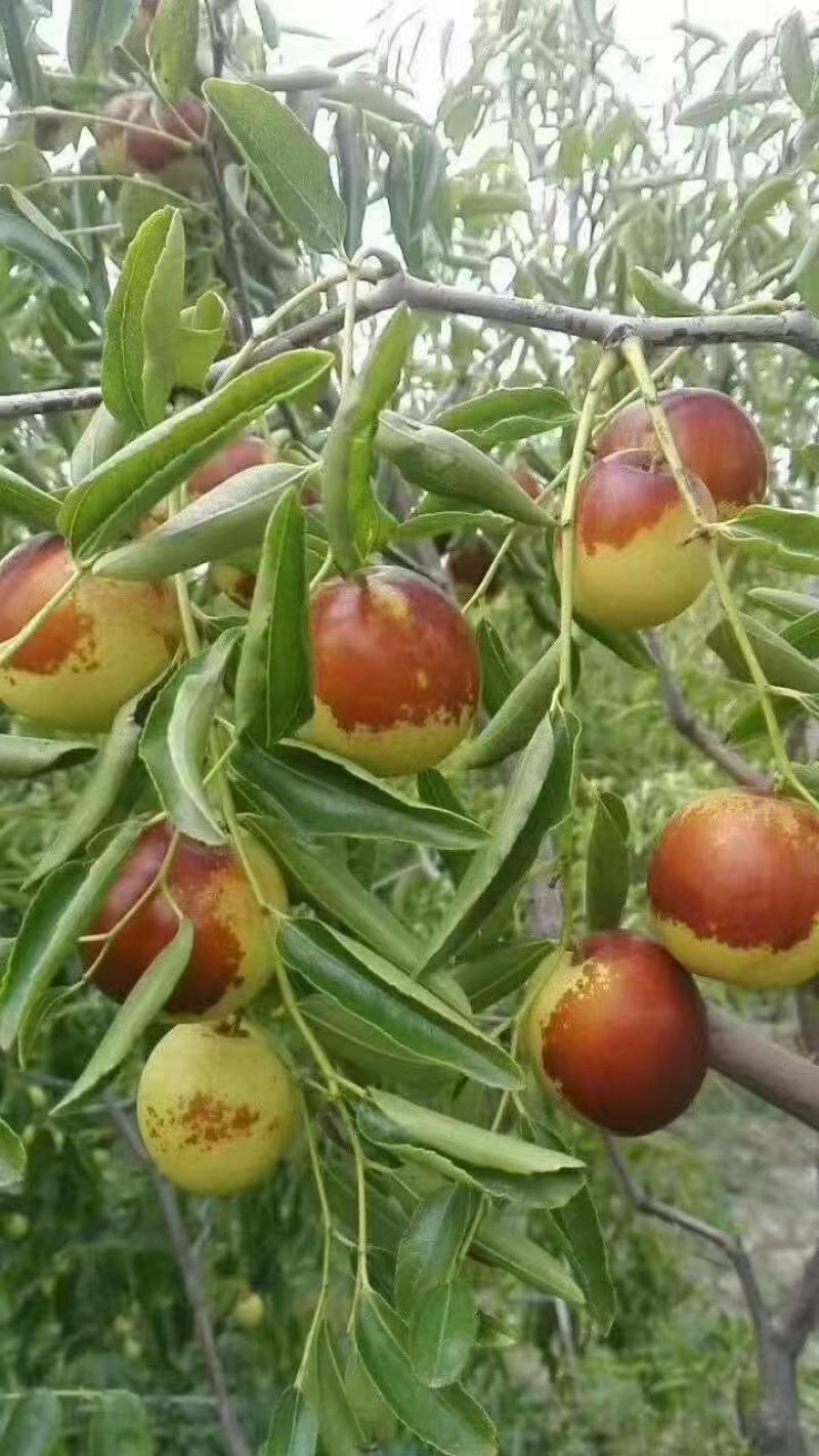 滄州黃驊冬棗 一口咬下，滿嘴的清甜與實力